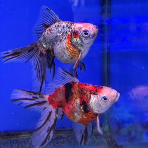 Tropical fish for sale brisbane new arrivals